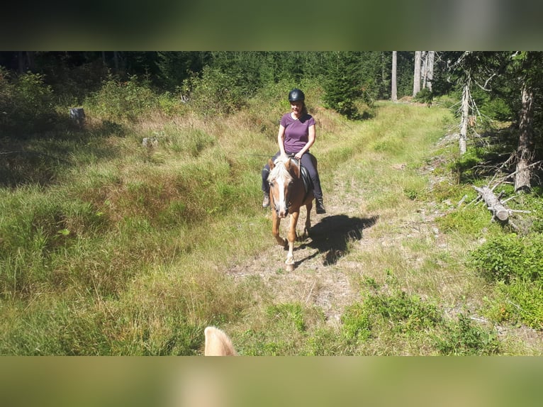 Haflinger Merrie 26 Jaar in Obertilliach