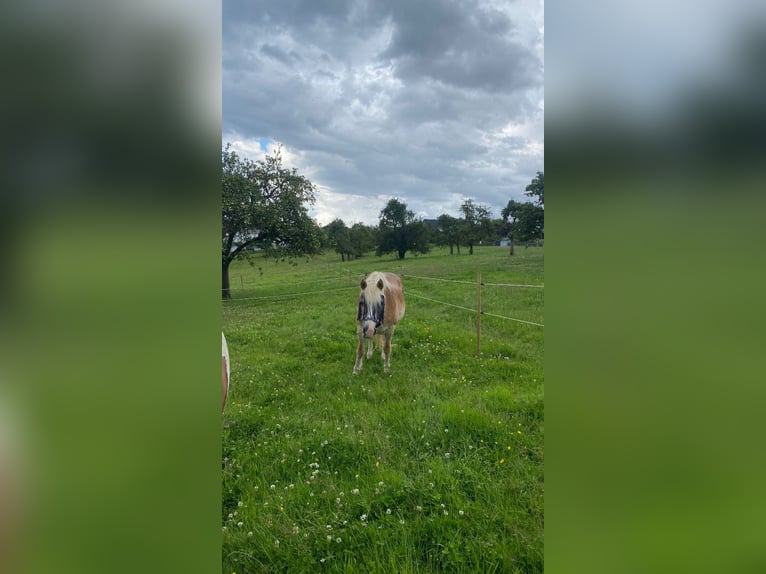 Haflinger Merrie 29 Jaar 139 cm Vos in Wiehl