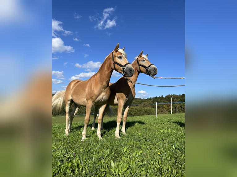 Haflinger Merrie 2 Jaar 130 cm Vos in Veliki Gaber
