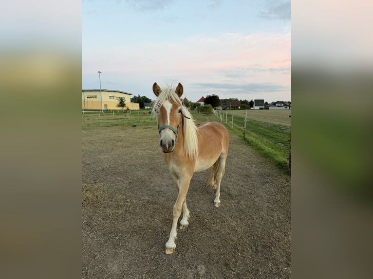 Haflinger Merrie 2 Jaar 136 cm Lichtbruin in Wermsdorf
