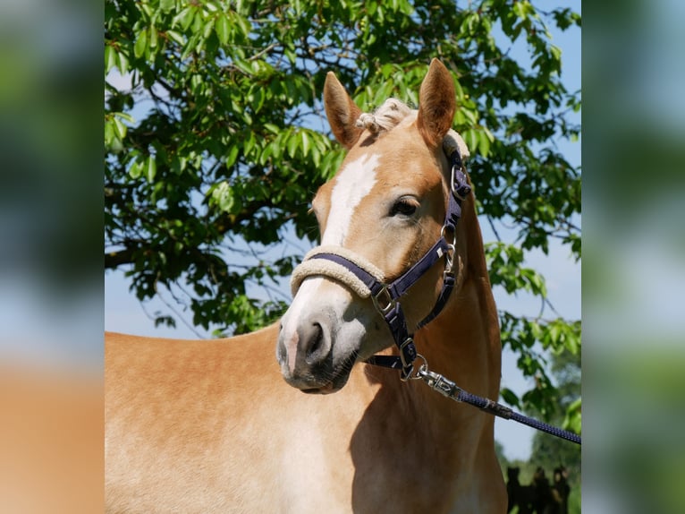 Haflinger Merrie 2 Jaar 139 cm  in Dorsten