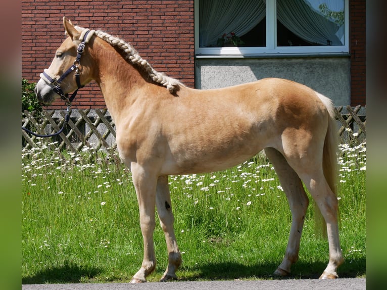 Haflinger Merrie 2 Jaar 139 cm  in Dorsten