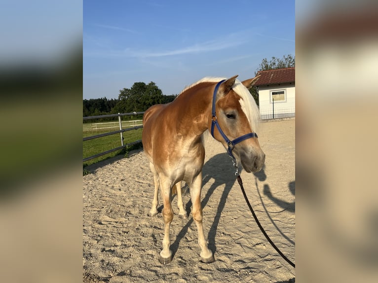 Haflinger Merrie 2 Jaar 145 cm Bruin in Laberweinting