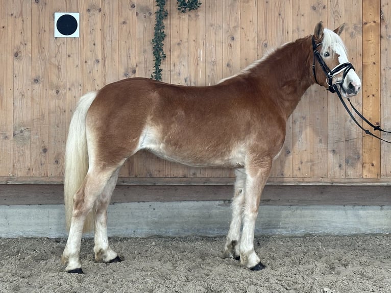 Haflinger Merrie 2 Jaar 145 cm Vos in Riedlingen