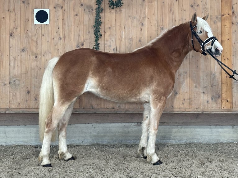 Haflinger Merrie 2 Jaar 145 cm Vos in Riedlingen