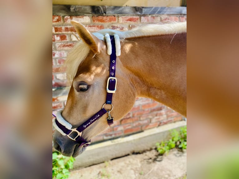 Haflinger Merrie 2 Jaar 145 cm Vos in Fritzlar