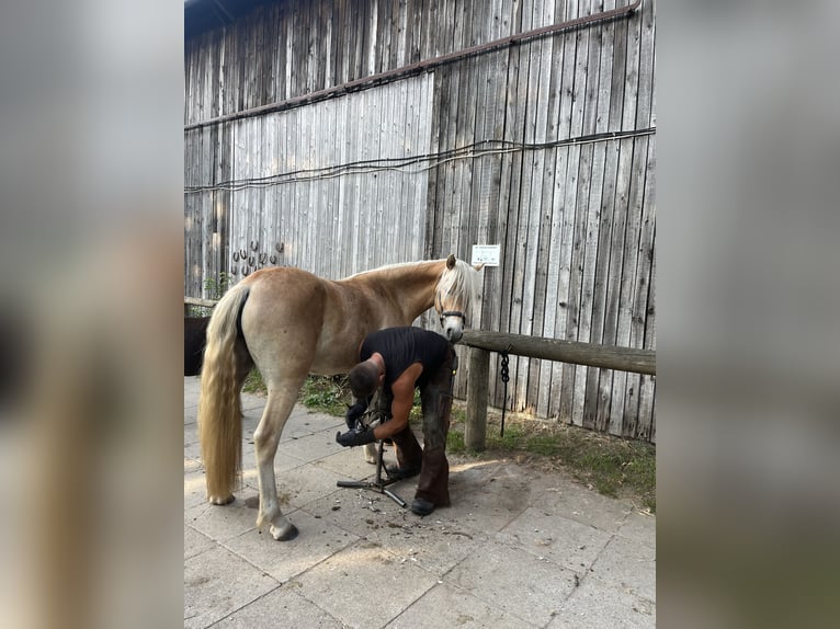 Haflinger Merrie 2 Jaar 145 cm Vos in LübeckLübeck