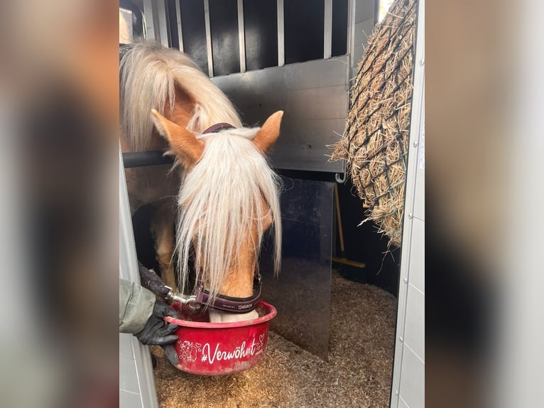 Haflinger Merrie 2 Jaar 145 cm Vos in LübeckLübeck