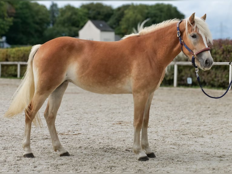 Haflinger Merrie 2 Jaar 145 cm Vos in Neustadt (Wied)