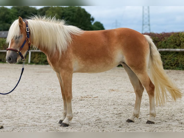 Haflinger Merrie 2 Jaar 145 cm Vos in Neustadt (Wied)