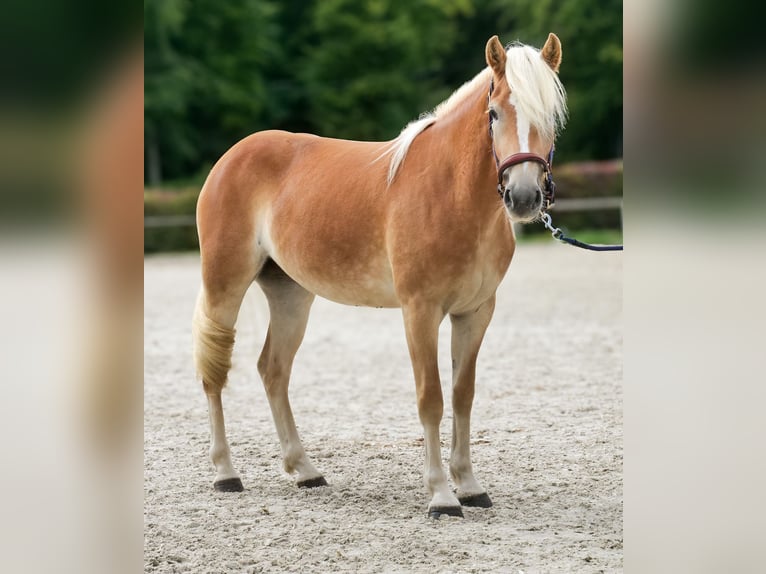 Haflinger Merrie 2 Jaar 145 cm Vos in Neustadt (Wied)