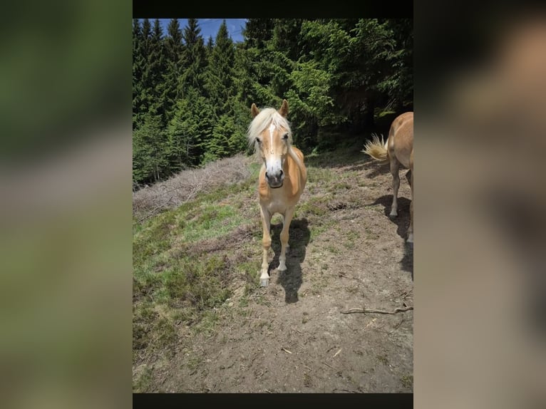 Haflinger Merrie 2 Jaar 147 cm Vos in Otting