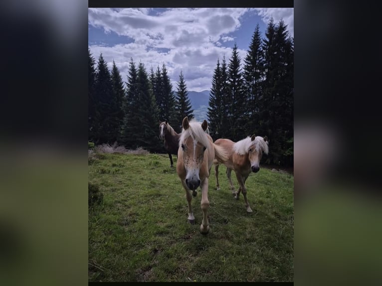 Haflinger Merrie 2 Jaar 147 cm Vos in Otting