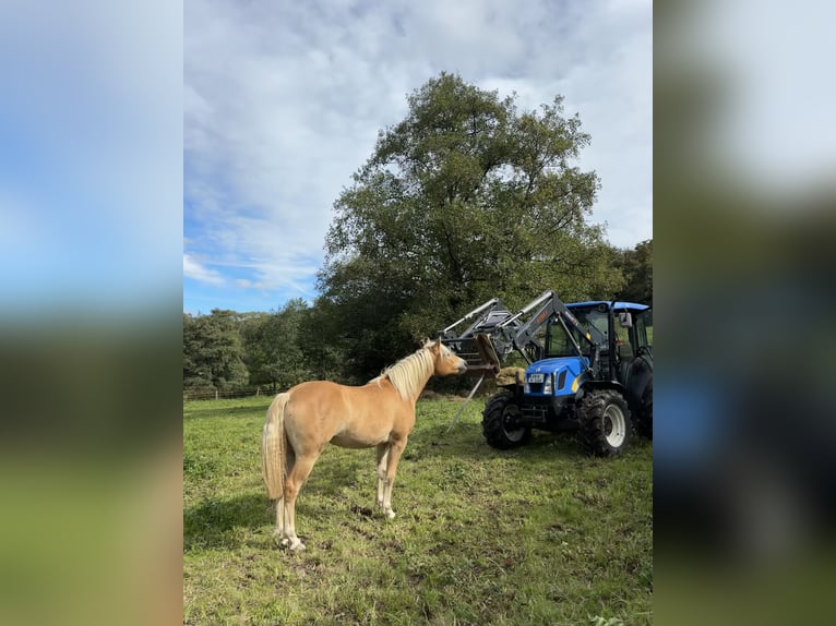 Haflinger Merrie 2 Jaar 148 cm in Friedewald