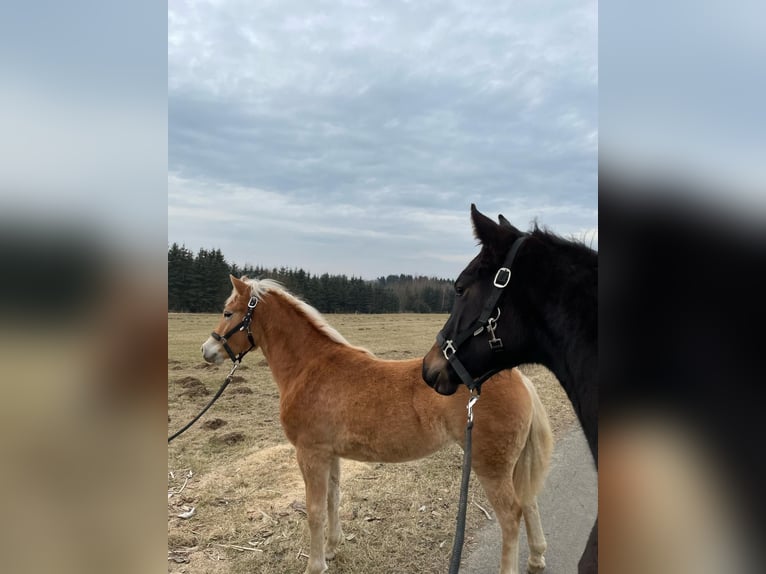 Haflinger Merrie 2 Jaar 148 cm in Friedewald