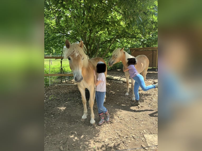 Haflinger Merrie 2 Jaar 148 cm Vos in Bad Friedrichshall
