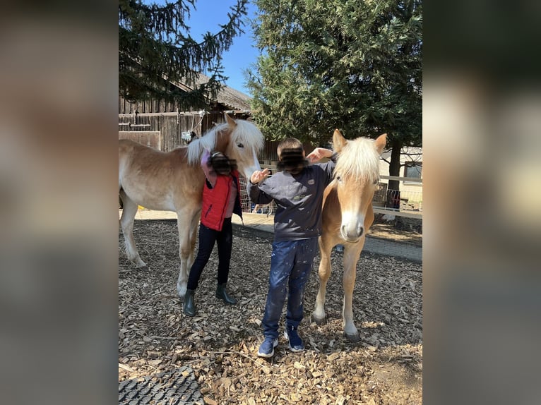 Haflinger Merrie 2 Jaar 148 cm Vos in Bad Friedrichshall