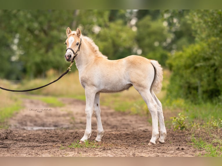 Haflinger Merrie 2 Jaar 149 cm in Sch&#xF6;nhagen