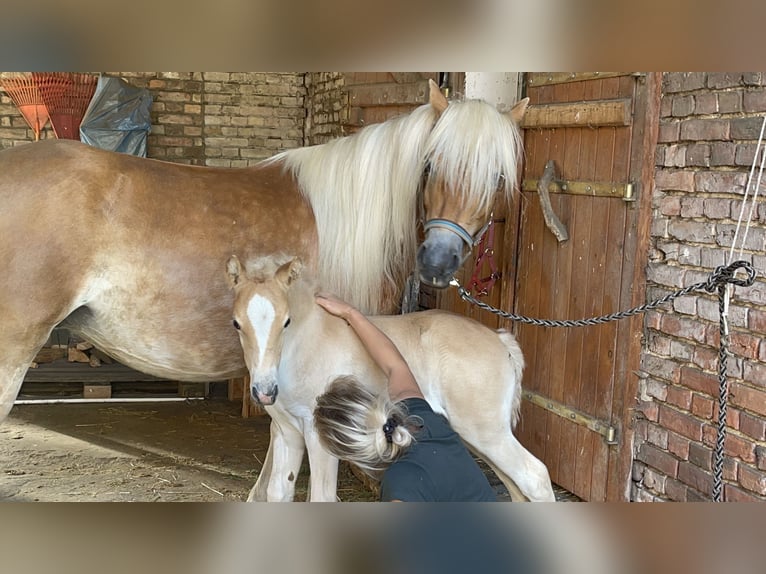 Haflinger Merrie 2 Jaar 149 cm in Sch&#xF6;nhagen