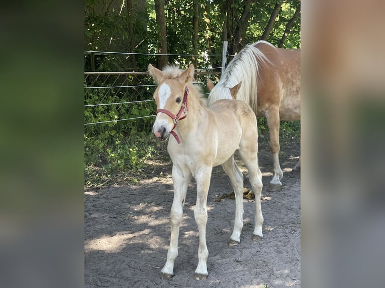 Haflinger Merrie 2 Jaar 149 cm in Sch&#xF6;nhagen