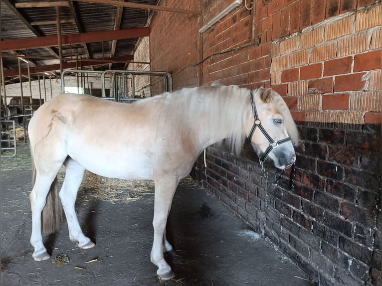 Haflinger Merrie 2 Jaar 150 cm  in Coesfeld