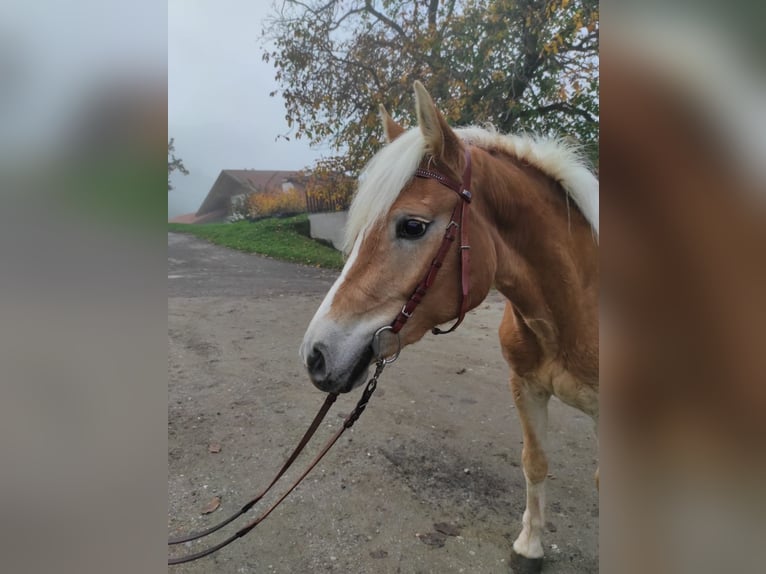 Haflinger Merrie 2 Jaar 150 cm in Bozen