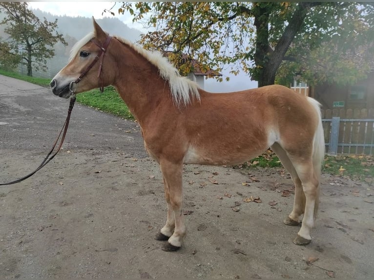 Haflinger Merrie 2 Jaar 150 cm in Bozen