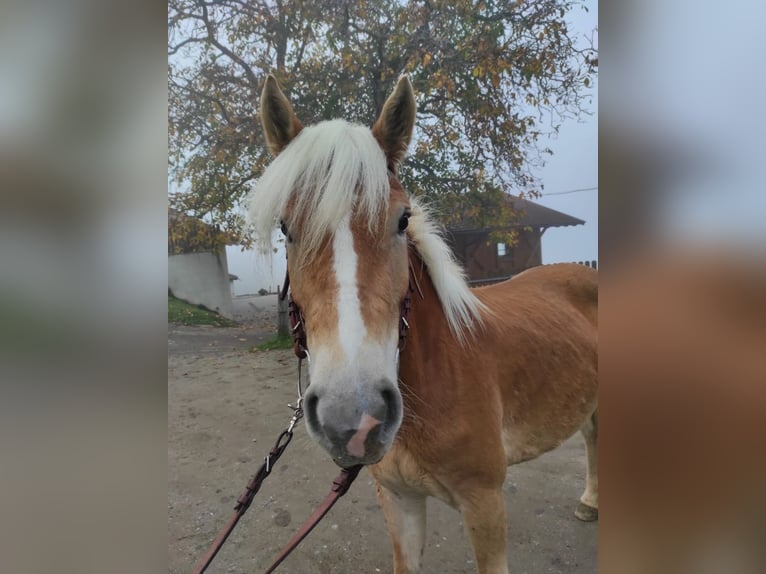 Haflinger Merrie 2 Jaar 150 cm in Bozen