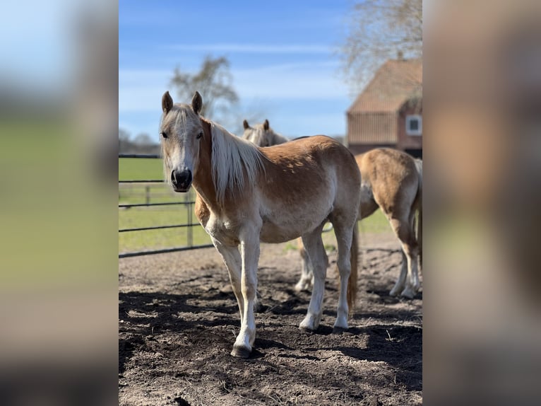Haflinger Merrie 2 Jaar 150 cm Vos in Seedorf