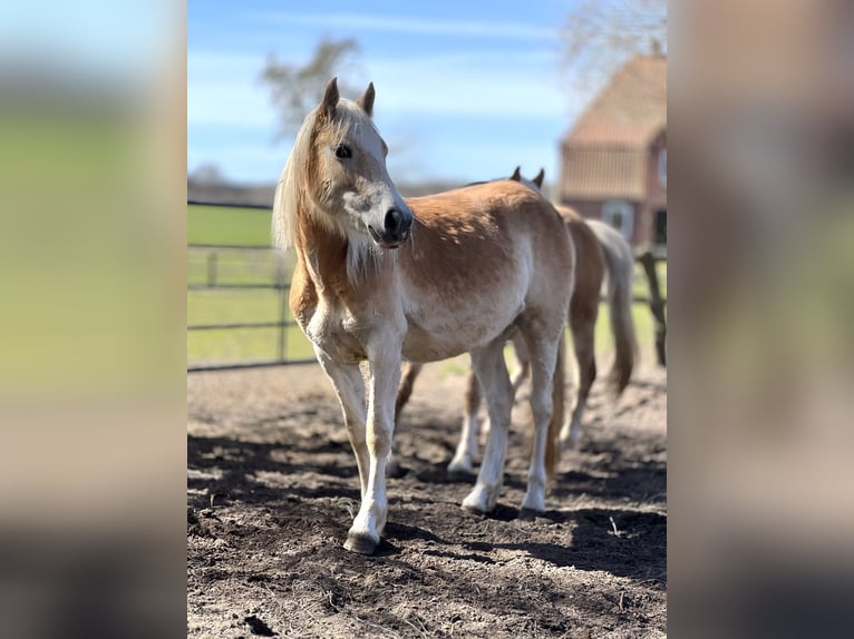 Haflinger Merrie 2 Jaar 150 cm Vos in Seedorf