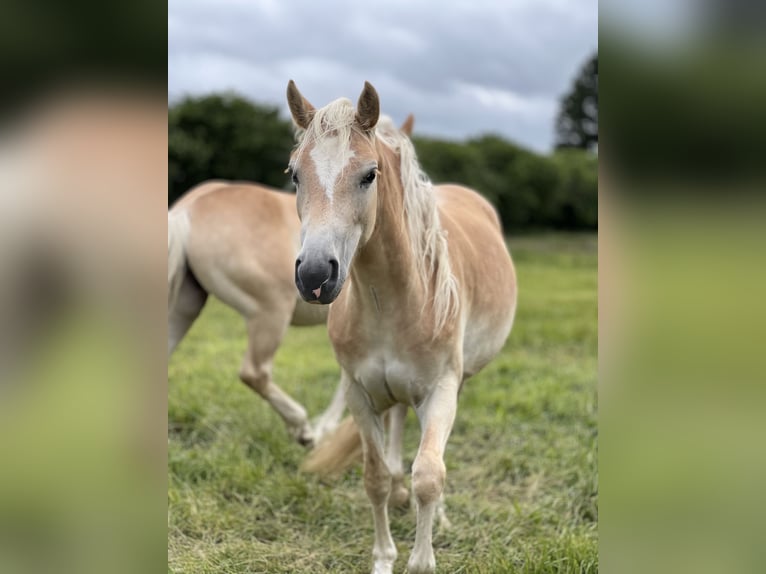 Haflinger Merrie 2 Jaar 150 cm Vos in Seedorf