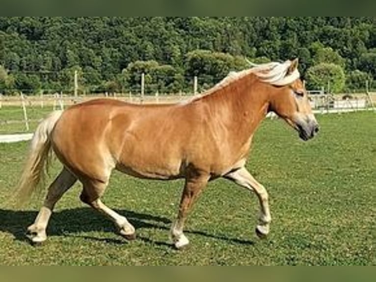 Haflinger Merrie 2 Jaar 150 cm Vos in Eichstätt