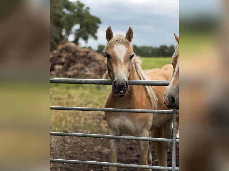 Haflinger Merrie 2 Jaar 150 cm Vos in Seedorf
