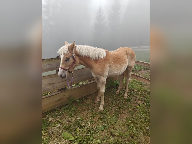 Haflinger Merrie 2 Jaar 152 cm  in Ligist
