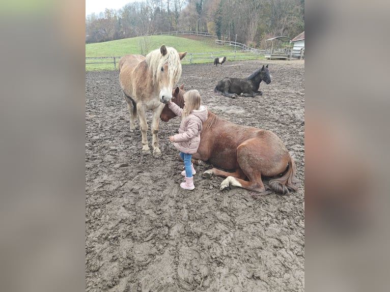 Haflinger Merrie 2 Jaar 152 cm  in Ligist