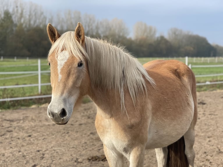 Haflinger Merrie 2 Jaar 152 cm Vos in Trebbin