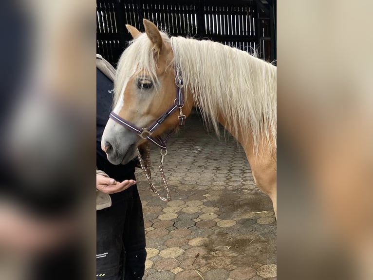 Haflinger Merrie 2 Jaar 152 cm Vos in Stadtschlaining