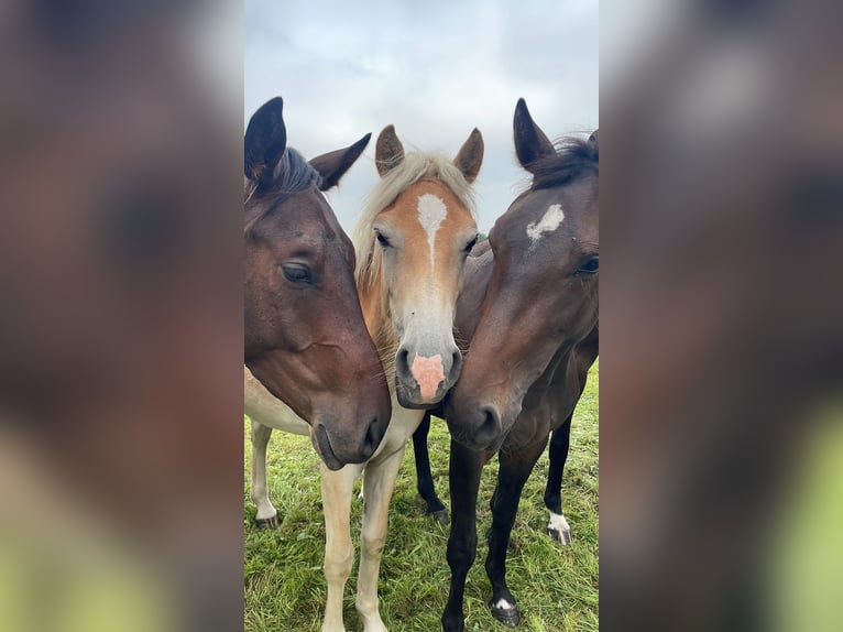 Haflinger Merrie 2 Jaar in Sendenhorst