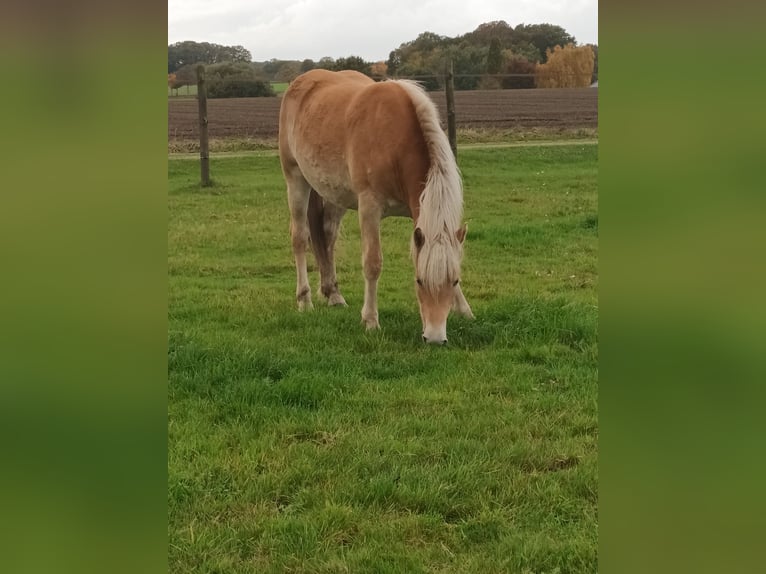 Haflinger Merrie 2 Jaar  in Beckeln