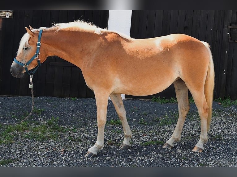 Haflinger Merrie 2 Jaar in Fuldatal