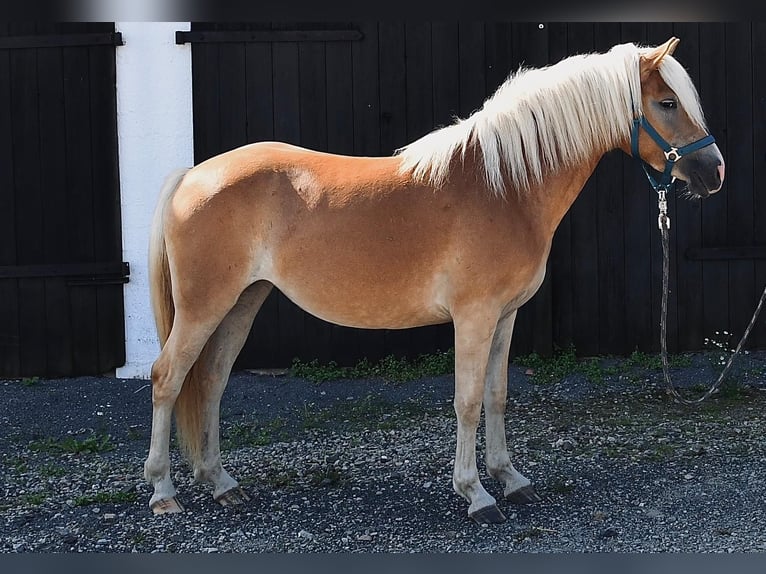 Haflinger Merrie 2 Jaar in Fuldatal