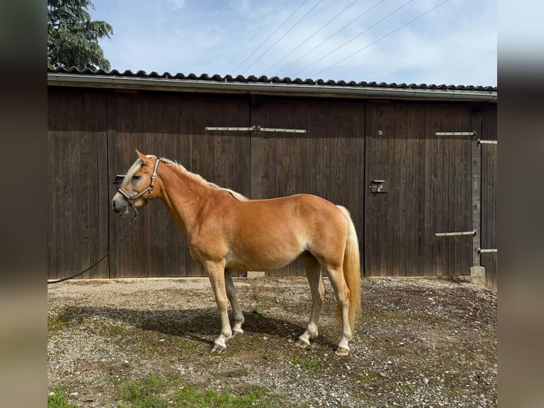 Haflinger Merrie 2 Jaar in Fuldatal