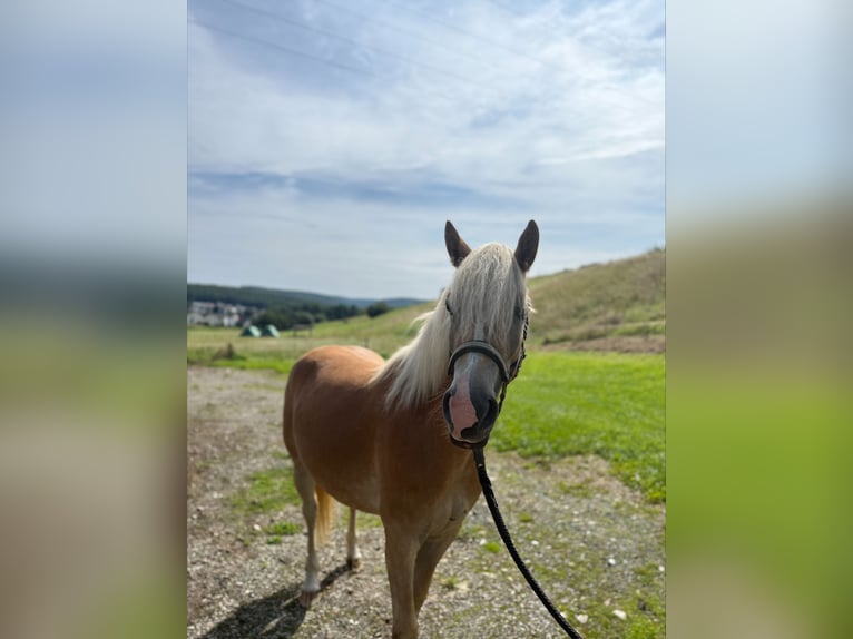 Haflinger Merrie 2 Jaar in Fuldatal