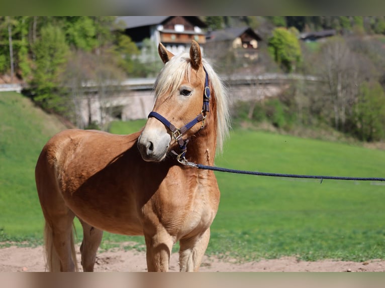 Haflinger Merrie 2 Jaar  in Hafling