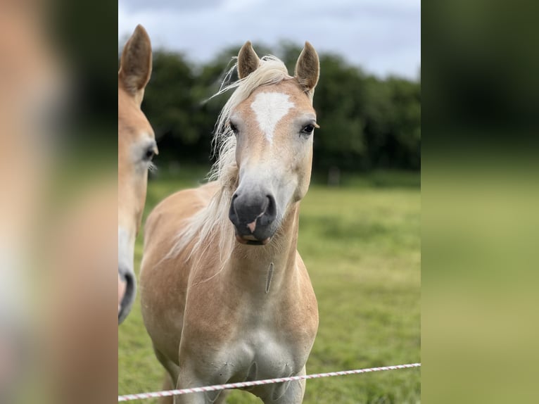 Haflinger Merrie 2 Jaar Vos in Seedorf