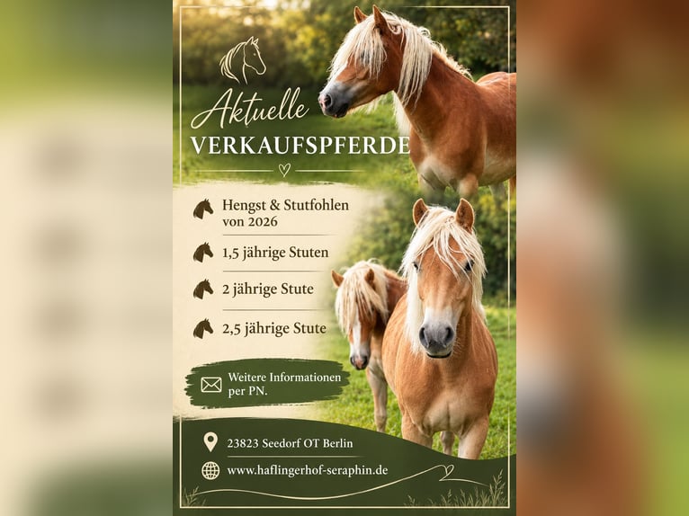 Haflinger Merrie 2 Jaar Vos in Seedorf