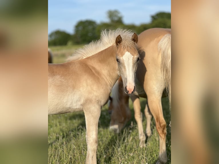 Haflinger Merrie 2 Jaar Vos in Seedorf