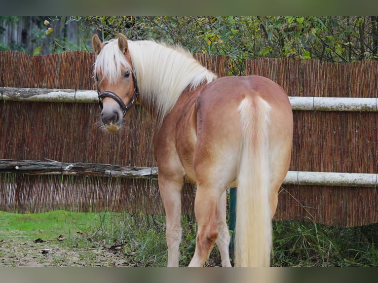 Haflinger Merrie 2 Jaar Vos in Saxen