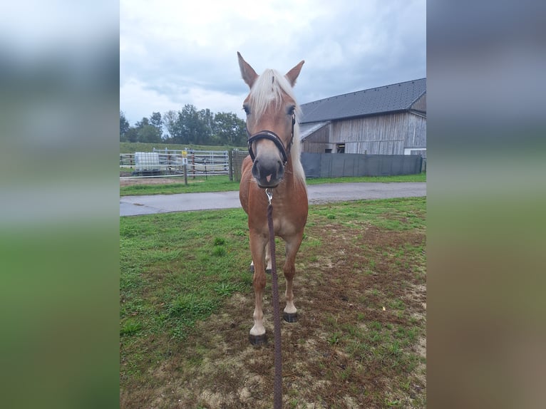 Haflinger Merrie 2 Jaar Vos in Saxen