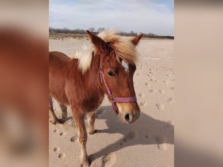Haflinger Mix Merrie 2 Jaar Vos in Сираково / Sirakovo